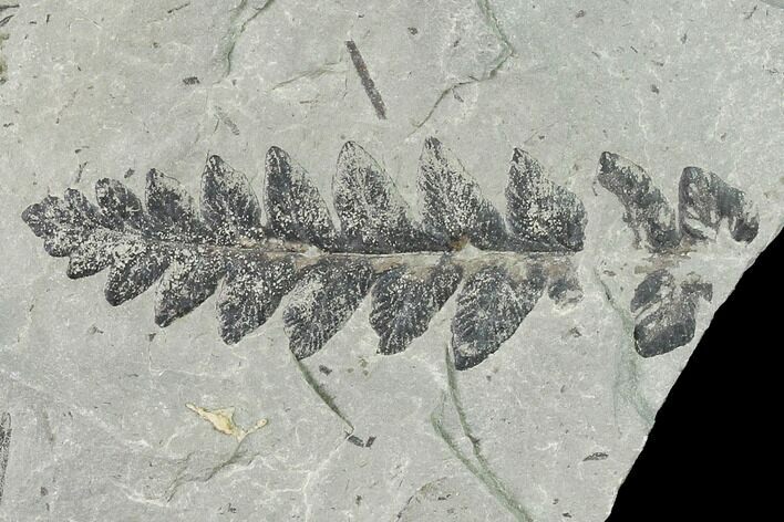 Pennsylvanian Fossil Fern (Mariopteris) Plate - Kentucky #142398